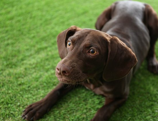 pet-odour-removal-turf-cleaning-palm-beach