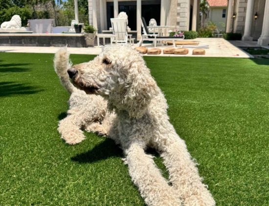 pet-turf-cleaning-service-palm-beach