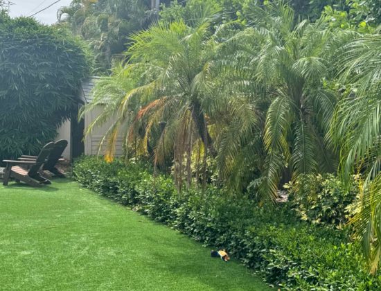 turf-cleaning-experts-palm-beach